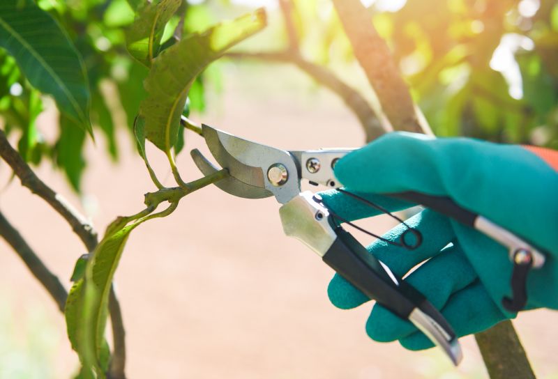 Increase Your Mango Pruning Business with an AI Driven, Targeted Website