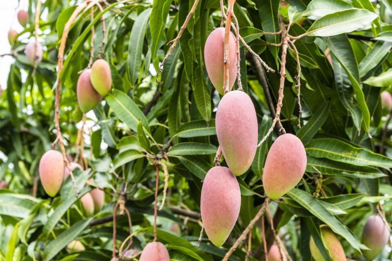 Contact About Mango Pruning