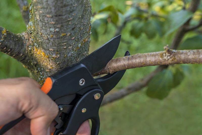 Mango Pruning