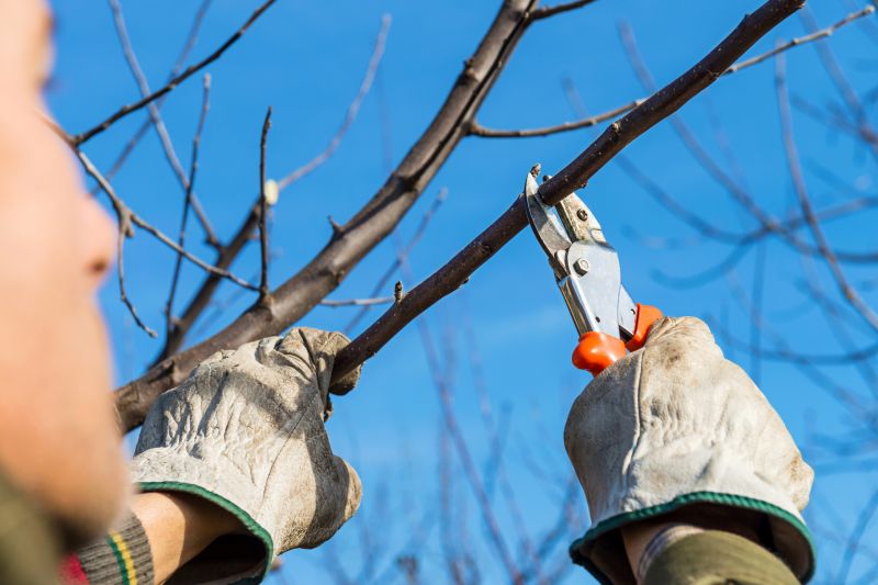 Mango Pruning