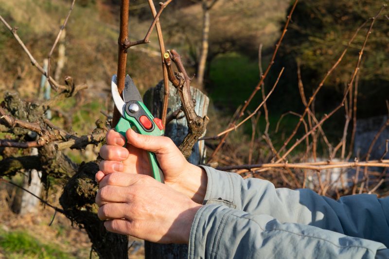 Pruning Tools and Equipment