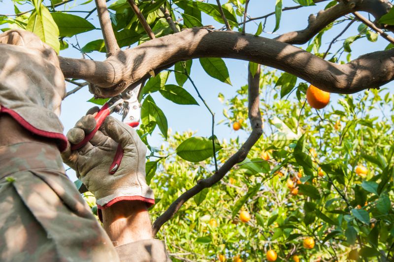 Mango Orchard Maintenance