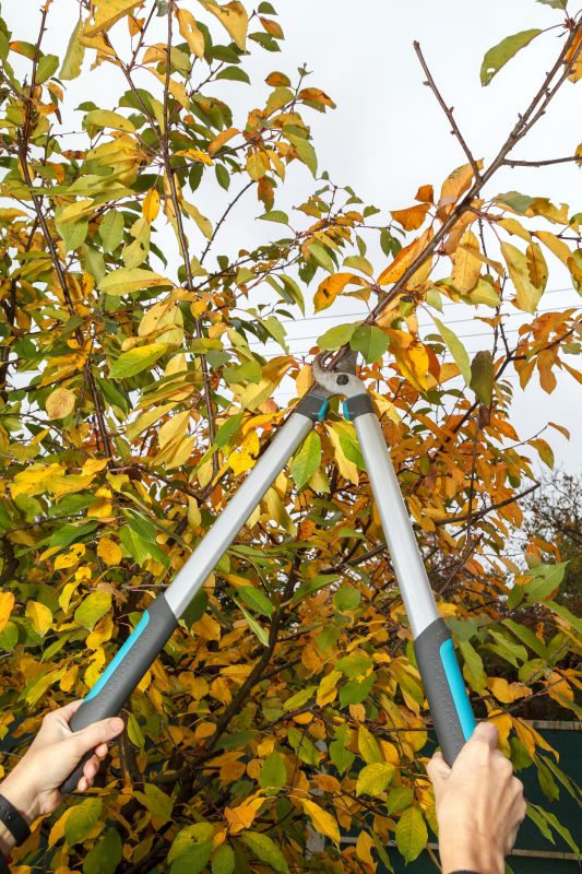 Tools Used for Mango Pruning