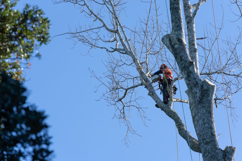 Removing Dead Branches